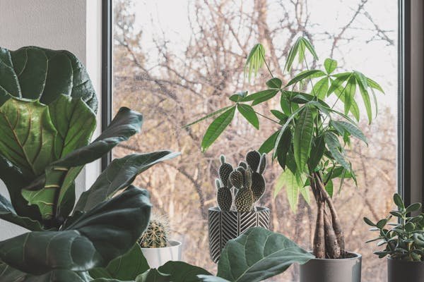 Money Items Feng Shui
