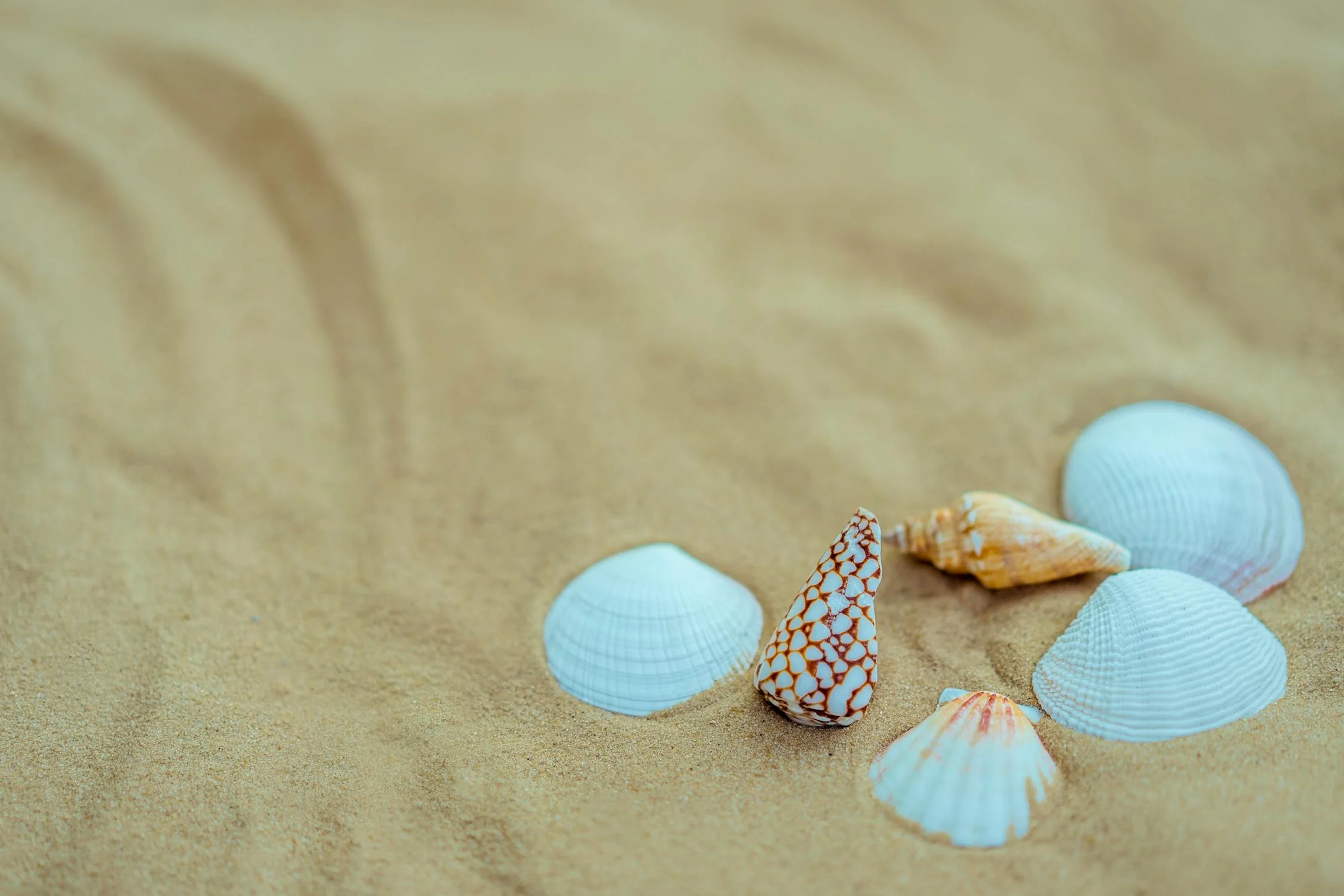 Shells Feng Shui