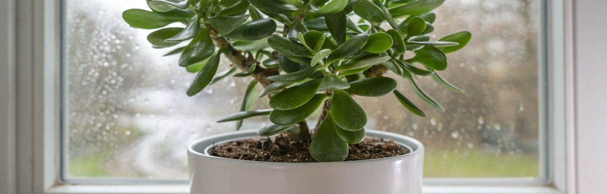 Feng Shui Plants