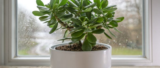 Feng Shui Plants