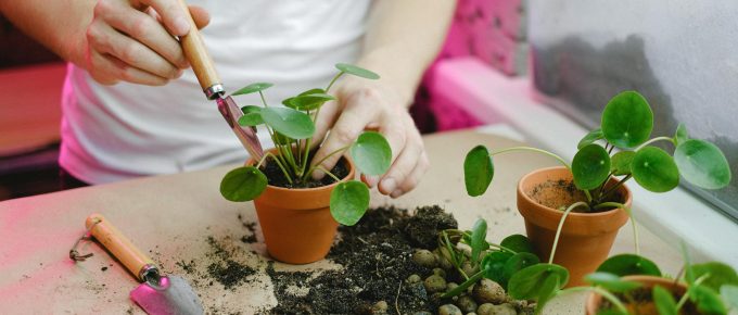 Feng Shui Plants