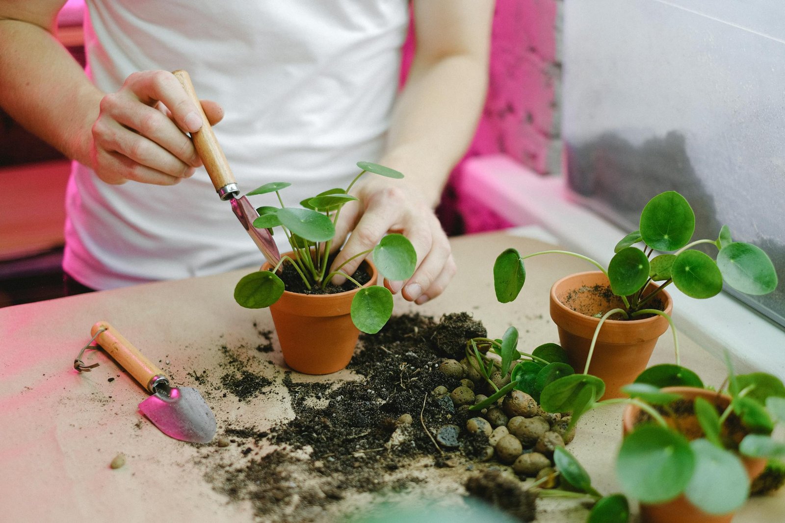 Feng Shui Plants