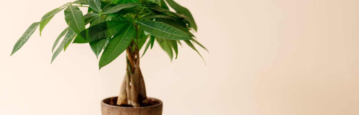 Money Tree