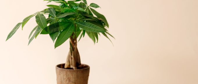 Money Tree