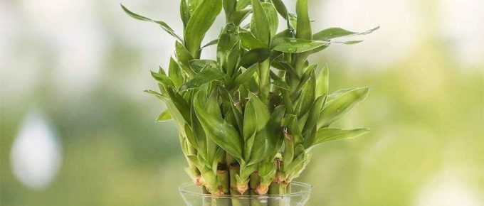 Bamboo Lucky