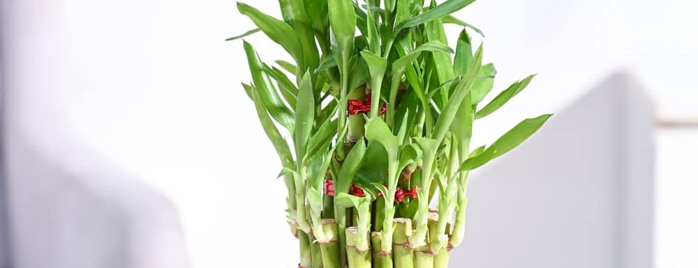 Bamboo Tree
