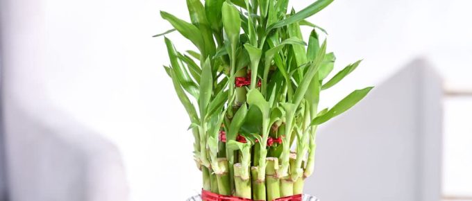 Bamboo Tree