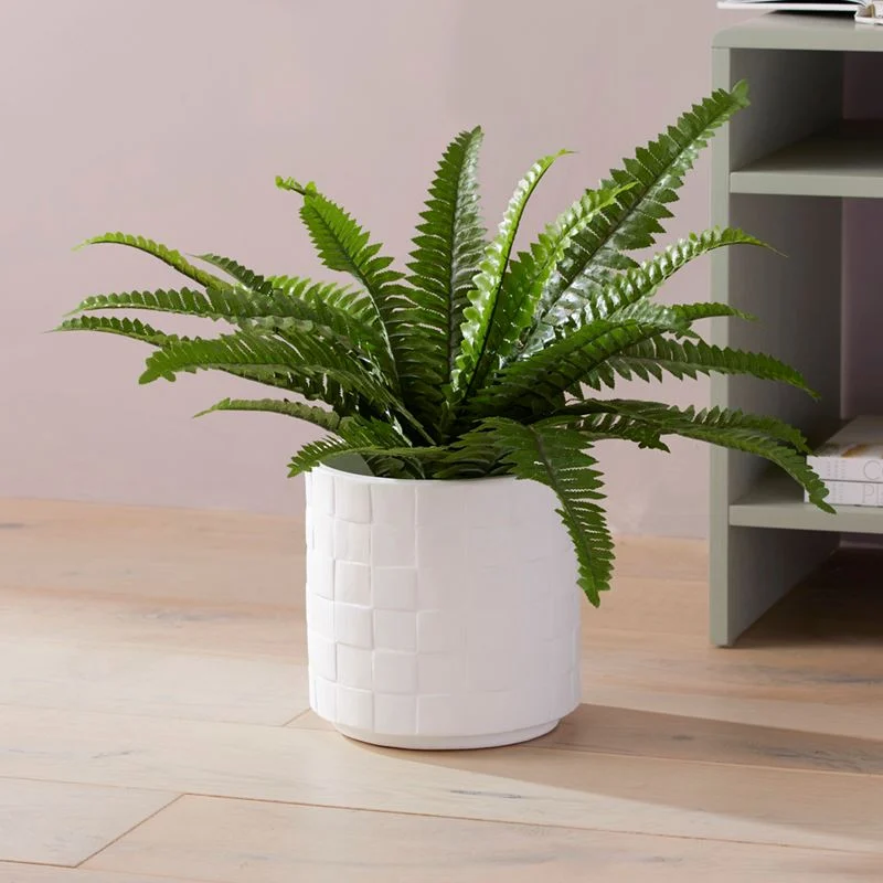 Boston Fern