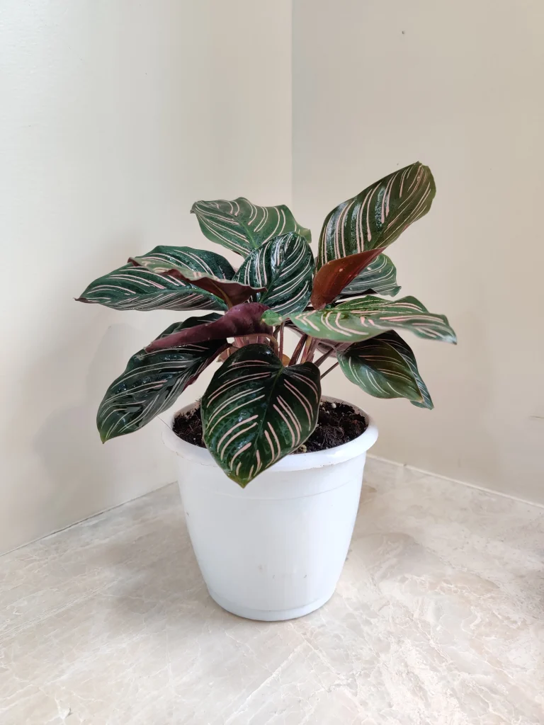 Calathea