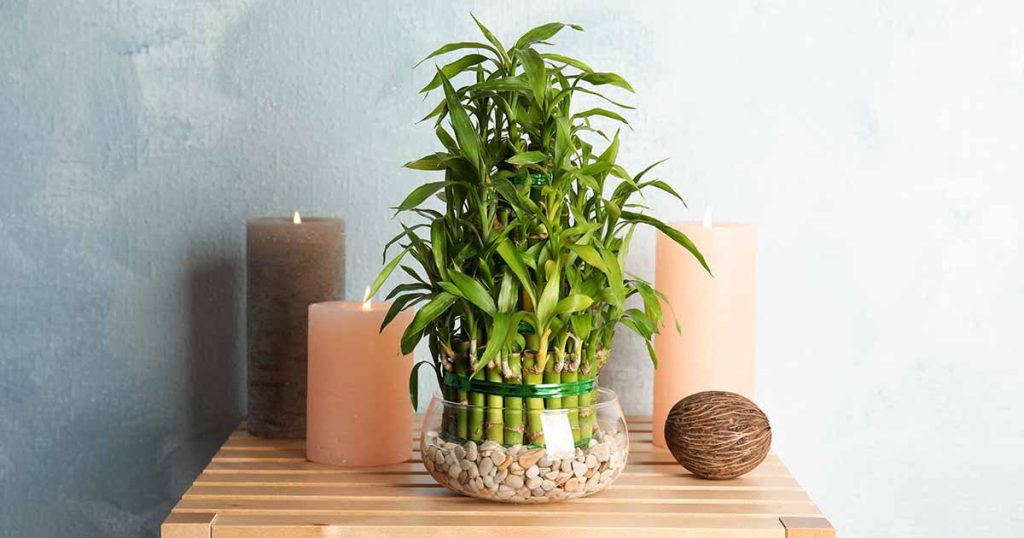 How-to-Grow-Lucky-Bamboo-FB