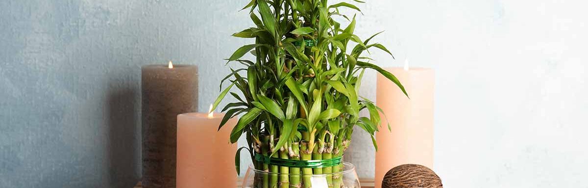 How-to-Grow-Lucky-Bamboo-FB
