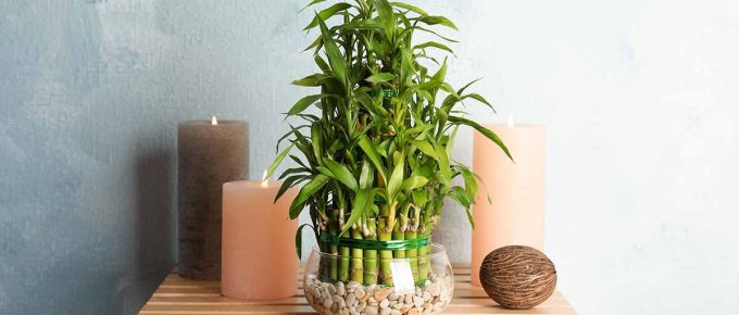 How-to-Grow-Lucky-Bamboo-FB