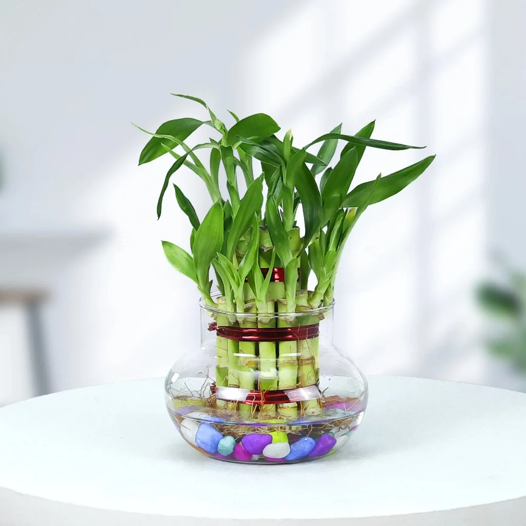 Lucky Bamboo