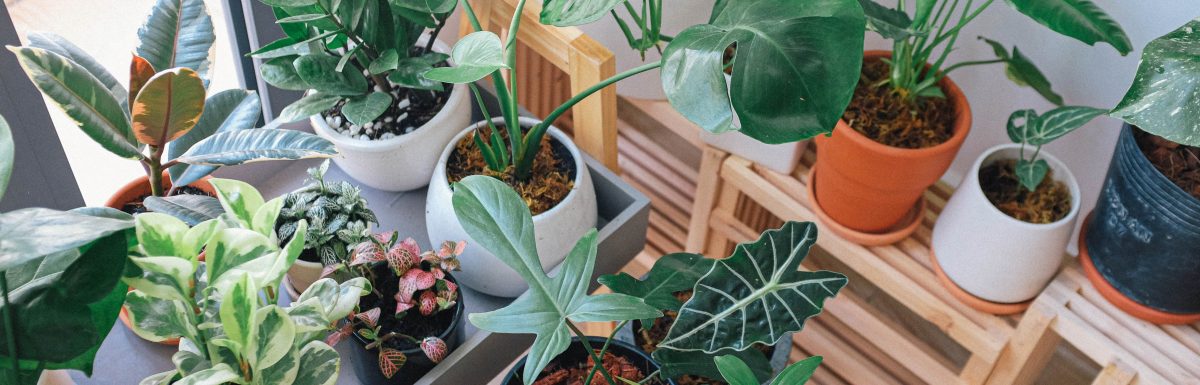 Lucky Plants