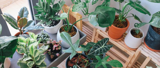Lucky Plants