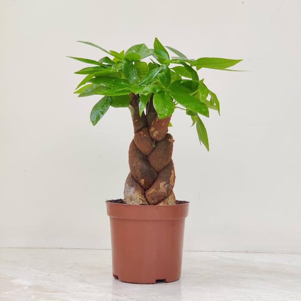 Money Tree Pachira Aquatica