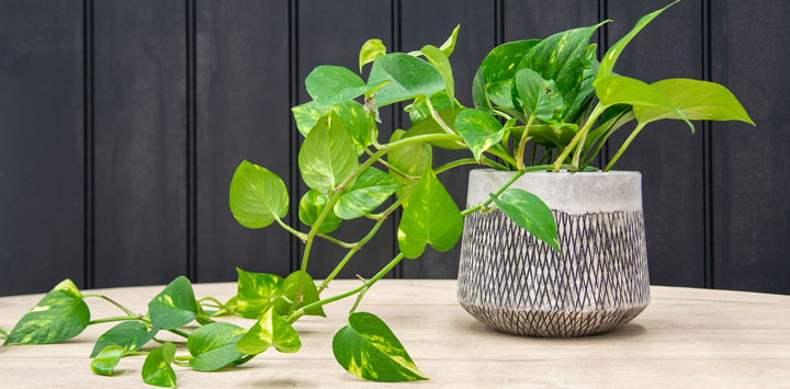 Pothos (Devil’s Ivy)