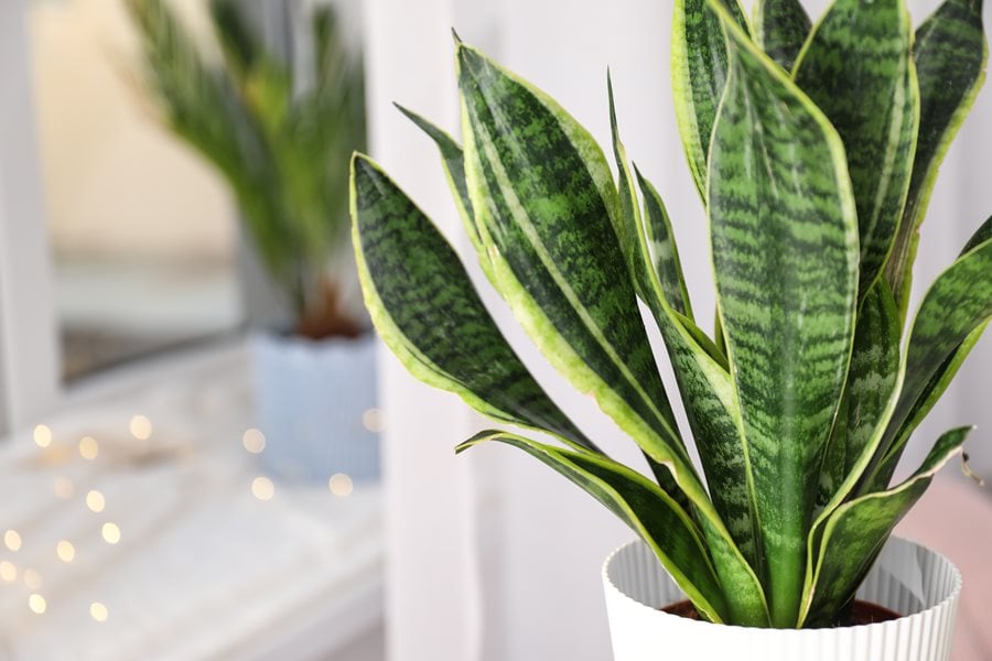 Snake Plant (Sansevieria)