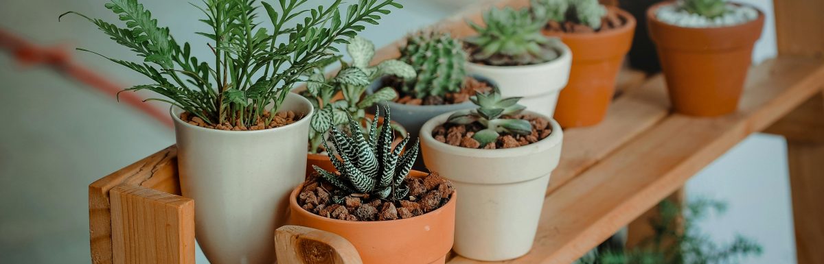 Best Indoor Plants for Beginners
