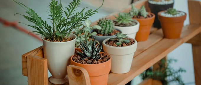 Best Indoor Plants for Beginners