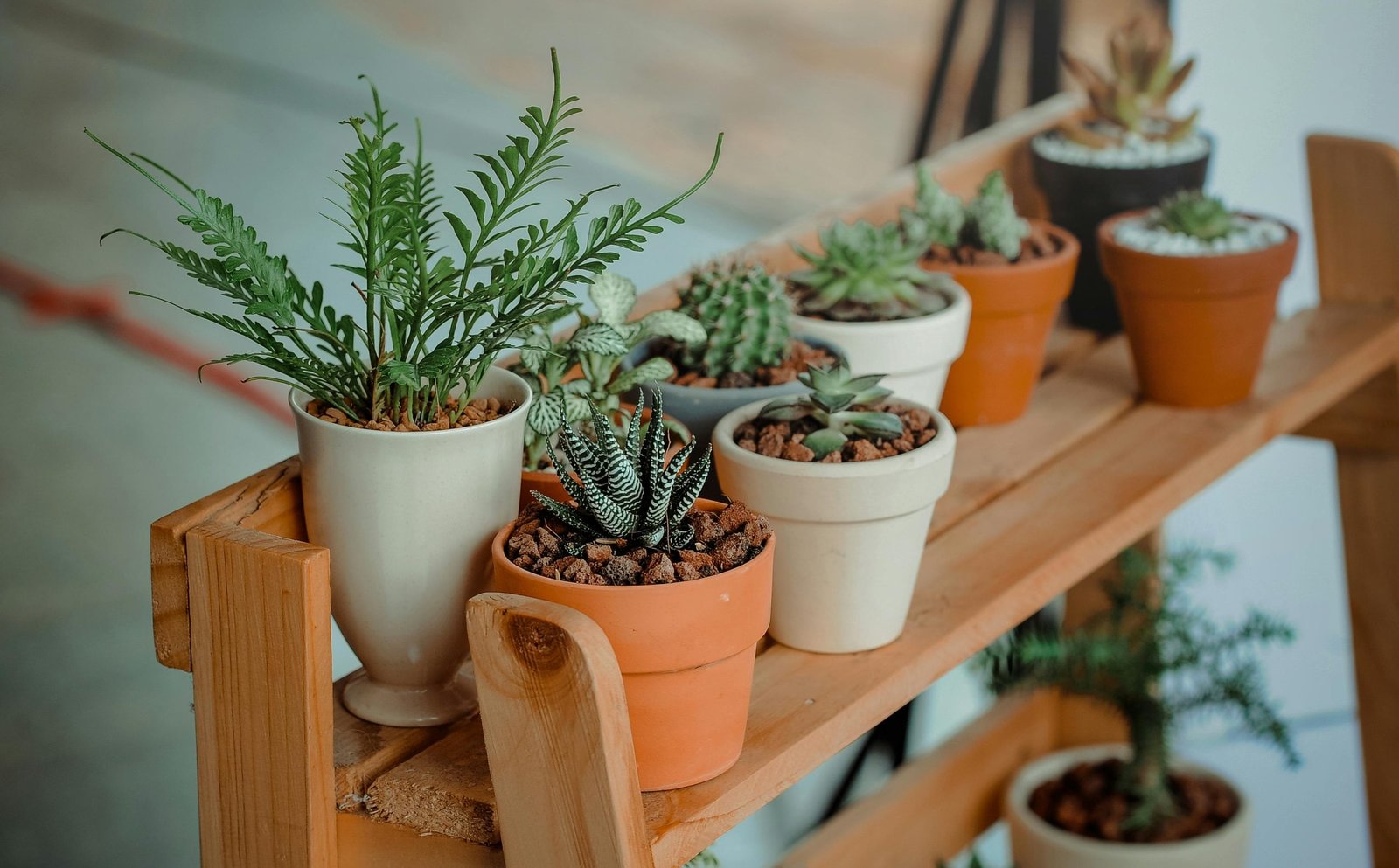 Best Indoor Plants for Beginners
