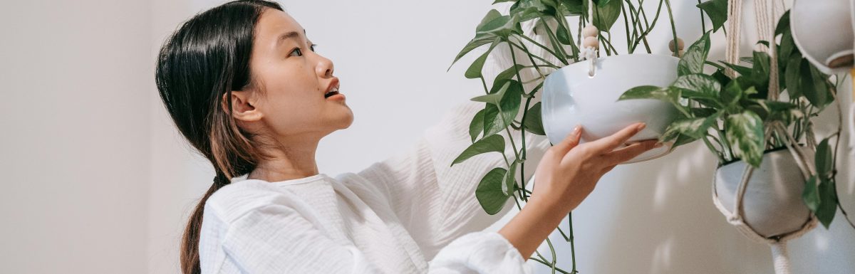 Hanging Plants