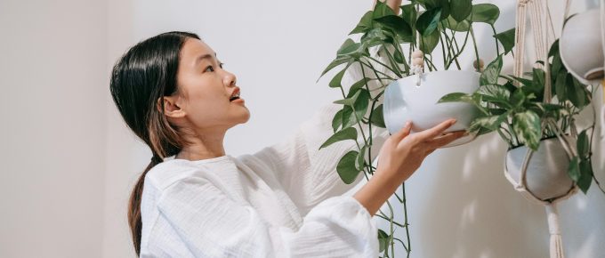 Hanging Plants