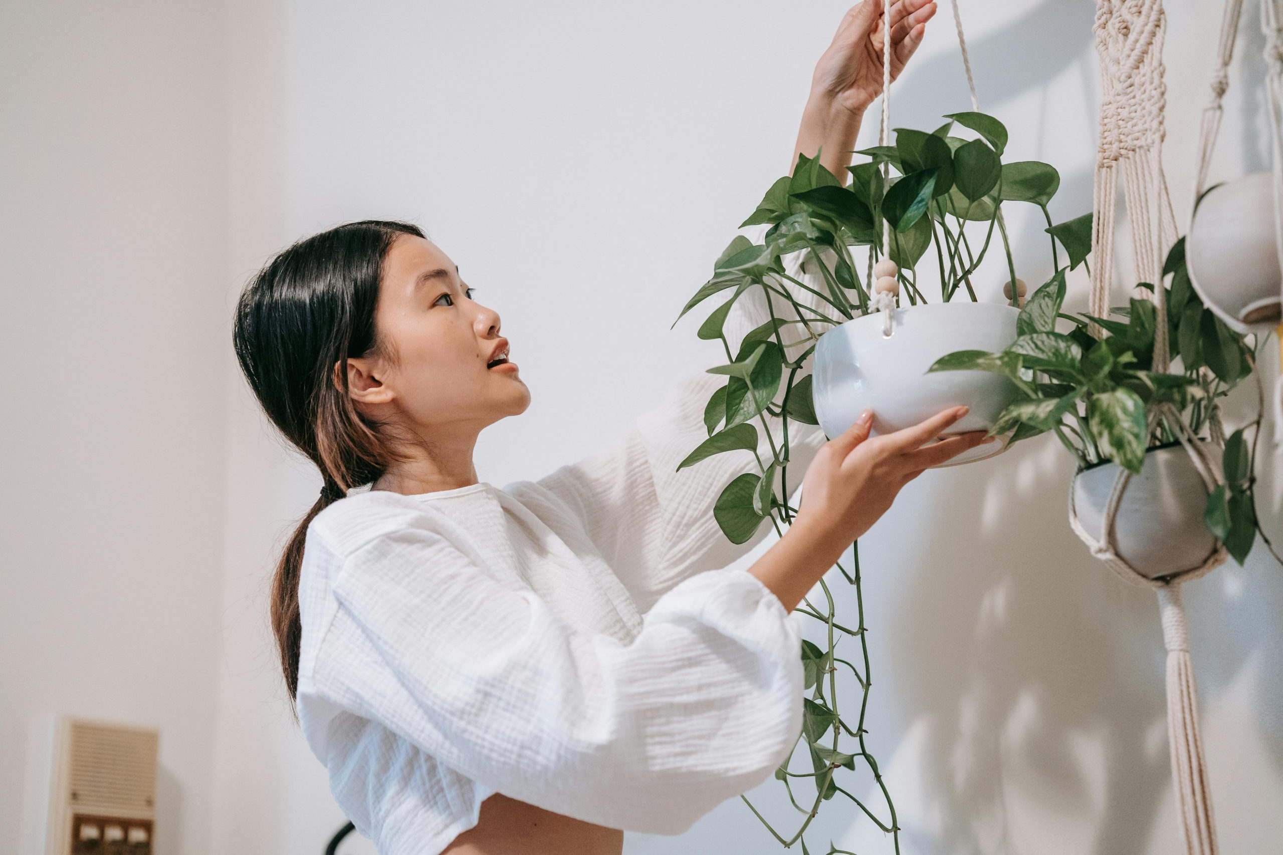Hanging Plants