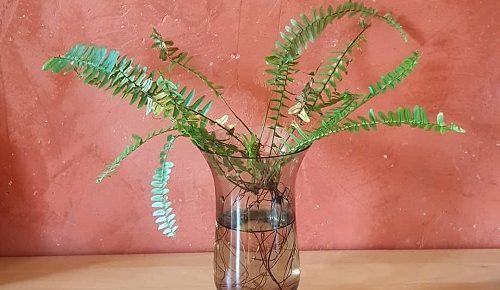 Boston-fern-propagation