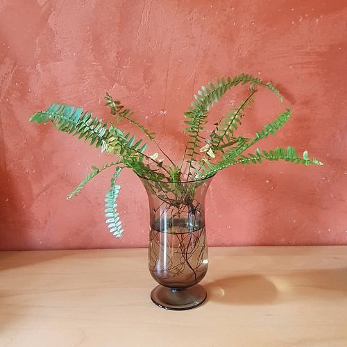 Boston-fern-propagation