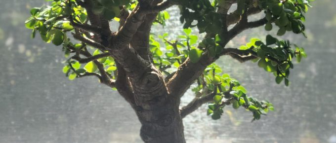 Bonsai Jade Plant