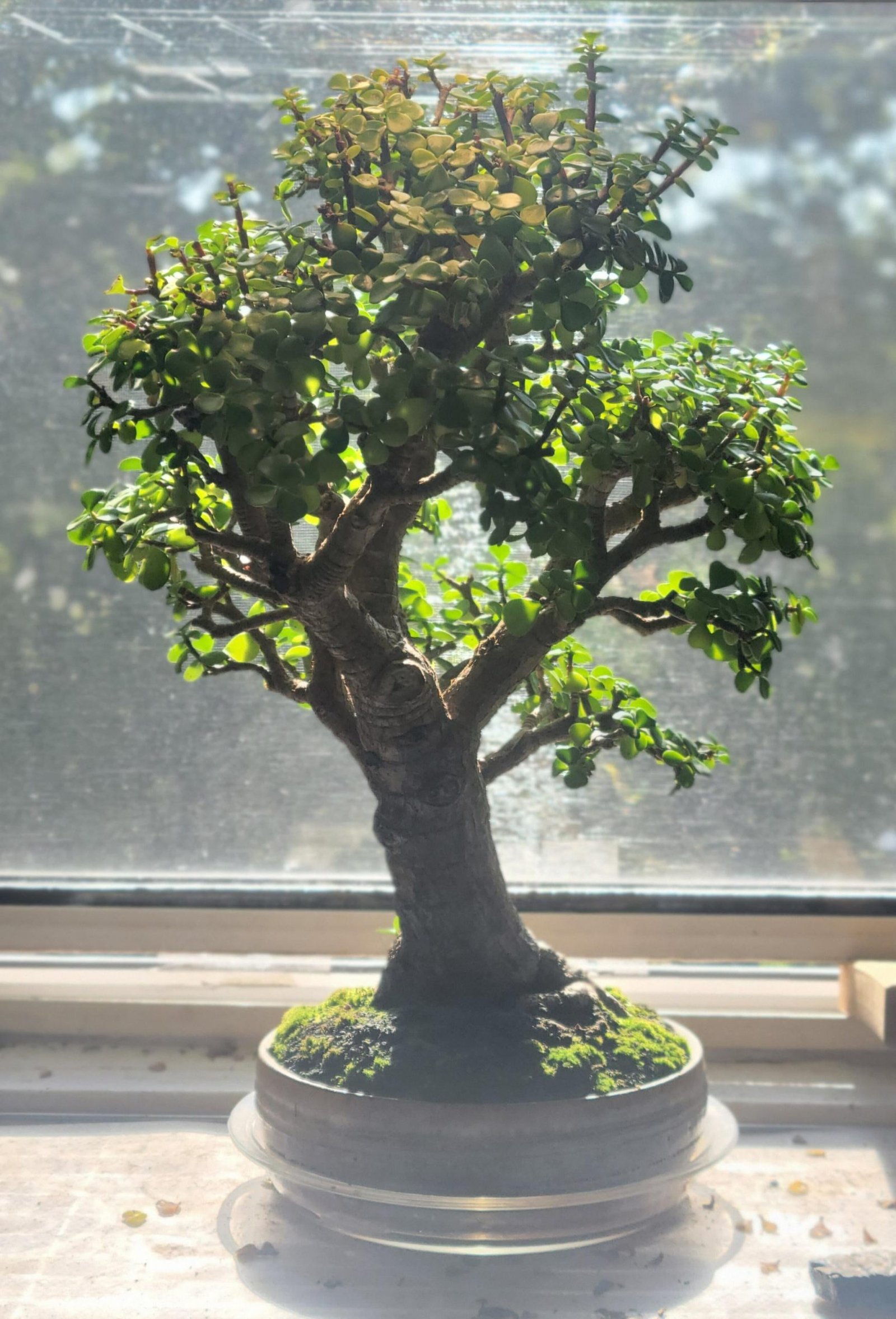 Bonsai Jade Plant