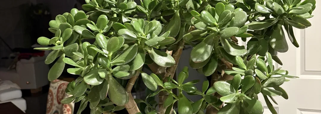 Jade Plant