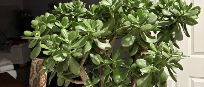 Jade Plant