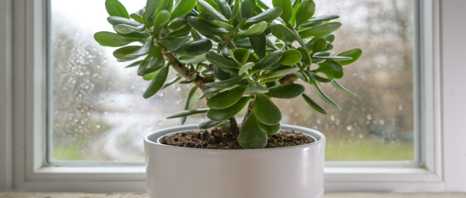 Jade Plant Benefits