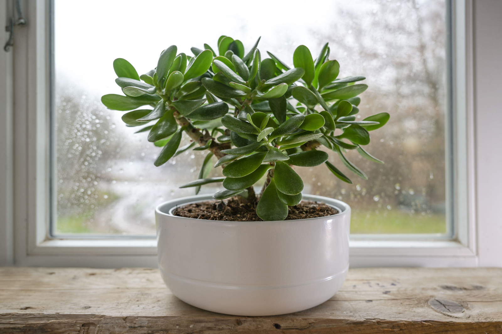 Jade Plant Benefits
