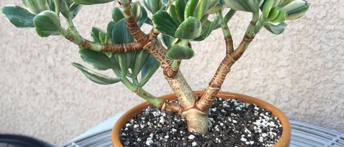 Jade Plant Care