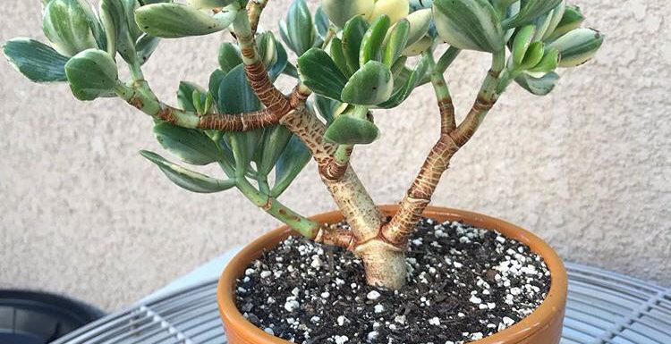 Jade Plant Care