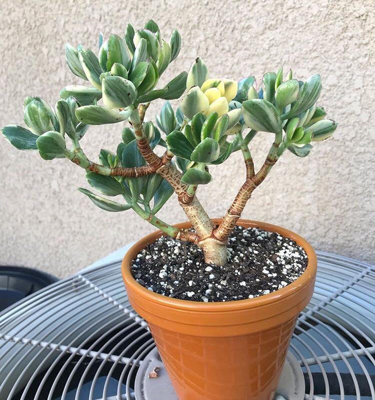 Jade Plant Care