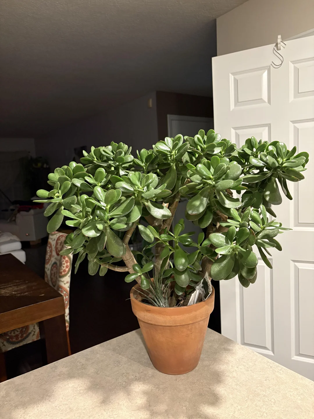 Jade Plant